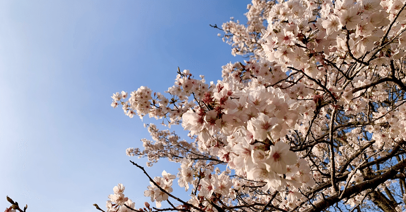 桜が綺麗でした。