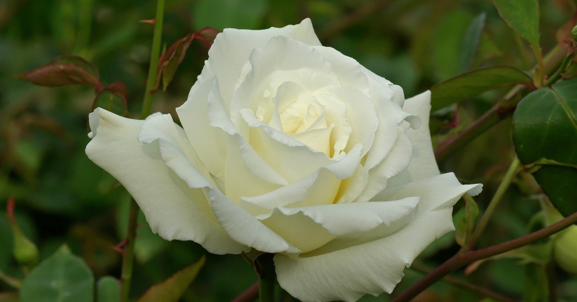 G ガルシア マルケス コレラの時代の愛 木村榮一訳 Chovichan Note G ガルシア マルケス コレラの時代の愛 木村榮一訳 Chovichan Note