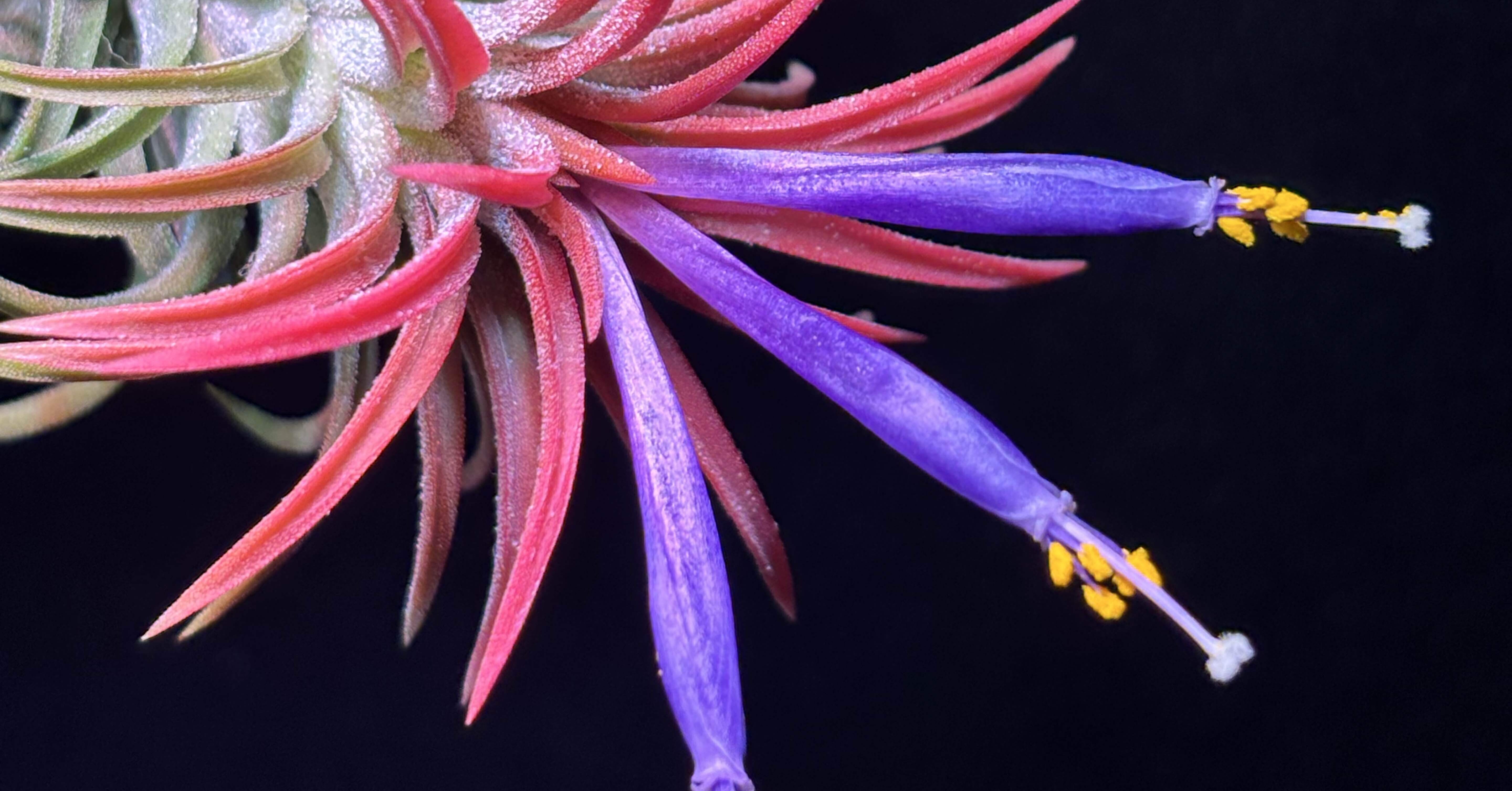 蘭丸★[ピアツェッタ メディテラネア]★絵　海　花　イタリア c5162d0baa59c067dfe0079660ef8e