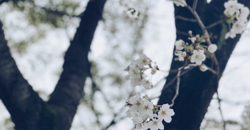 その辺の、何気ない桜が好き