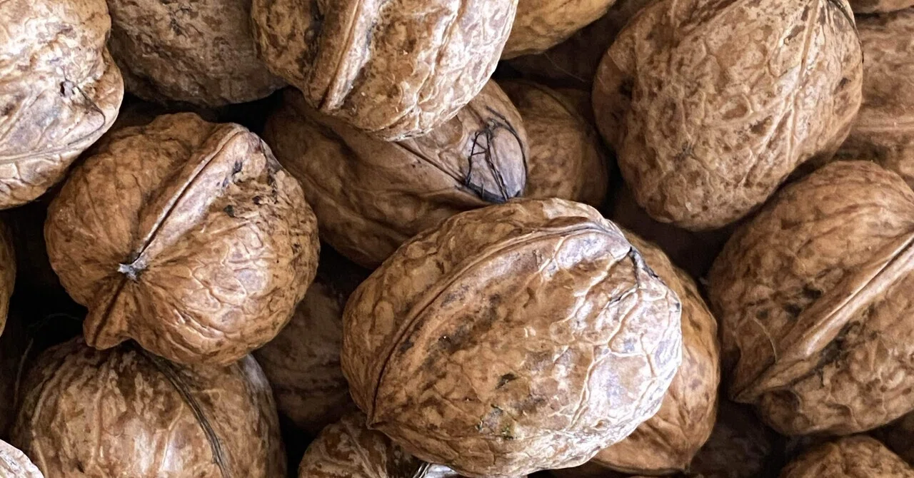 Walnut Season｜めいこ＠旅するボタン屋