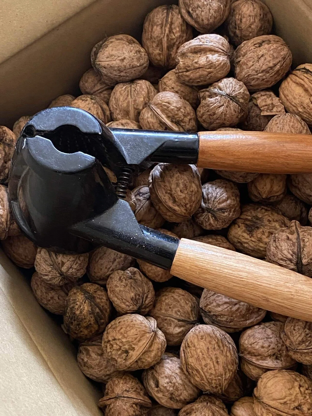 Walnut Season｜めいこ＠旅するボタン屋