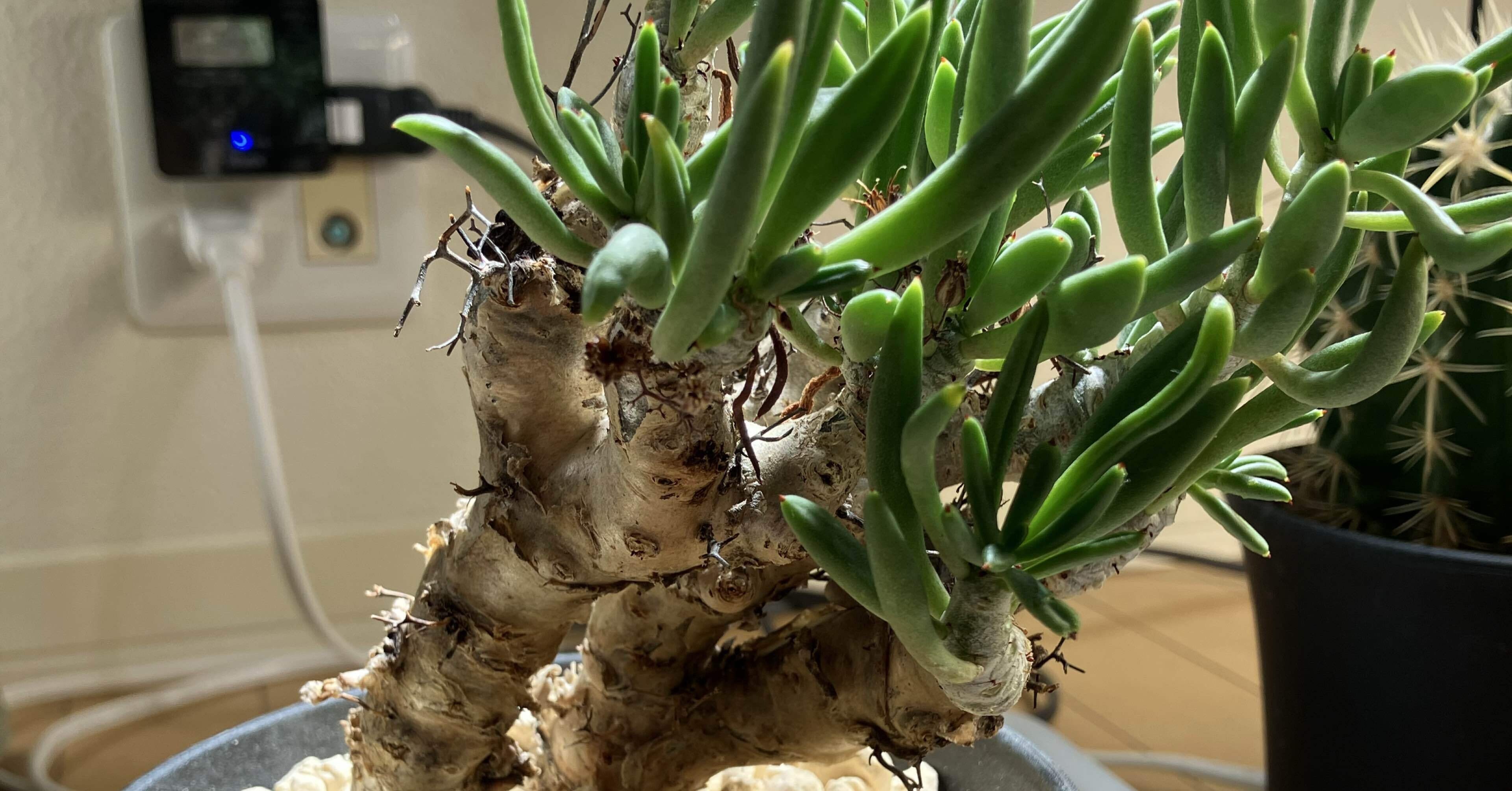 これから主役の冬型コーデックス(塊根植物)達！｜サキュビットくん