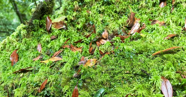 黙れ小僧！」咆哮の裏にある思いとは… モロの君視点で読み解くジブリ