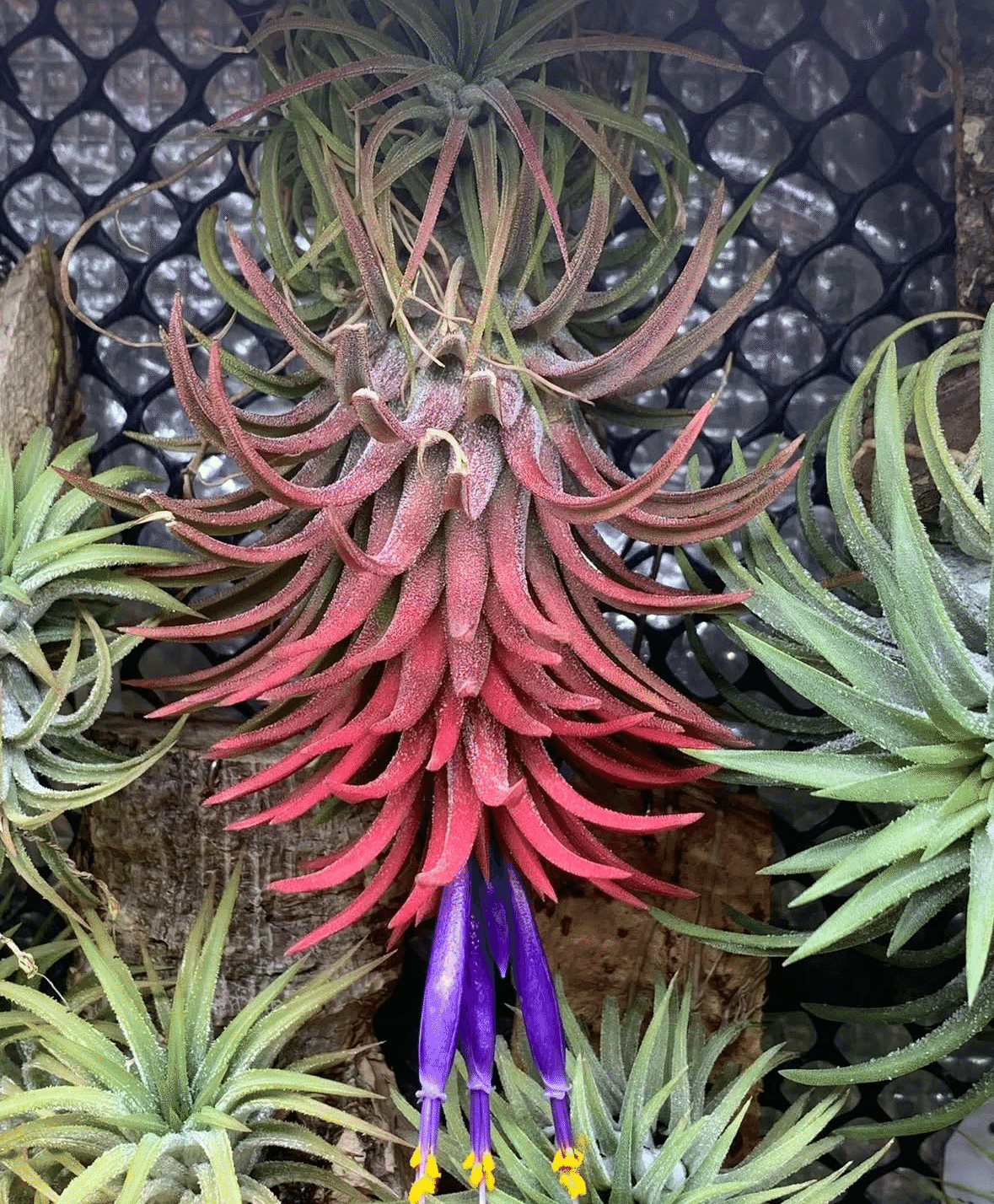 蘭丸★[ピアツェッタ メディテラネア]★絵　海　花　イタリア c5162d0baa59c067dfe0079660ef8e