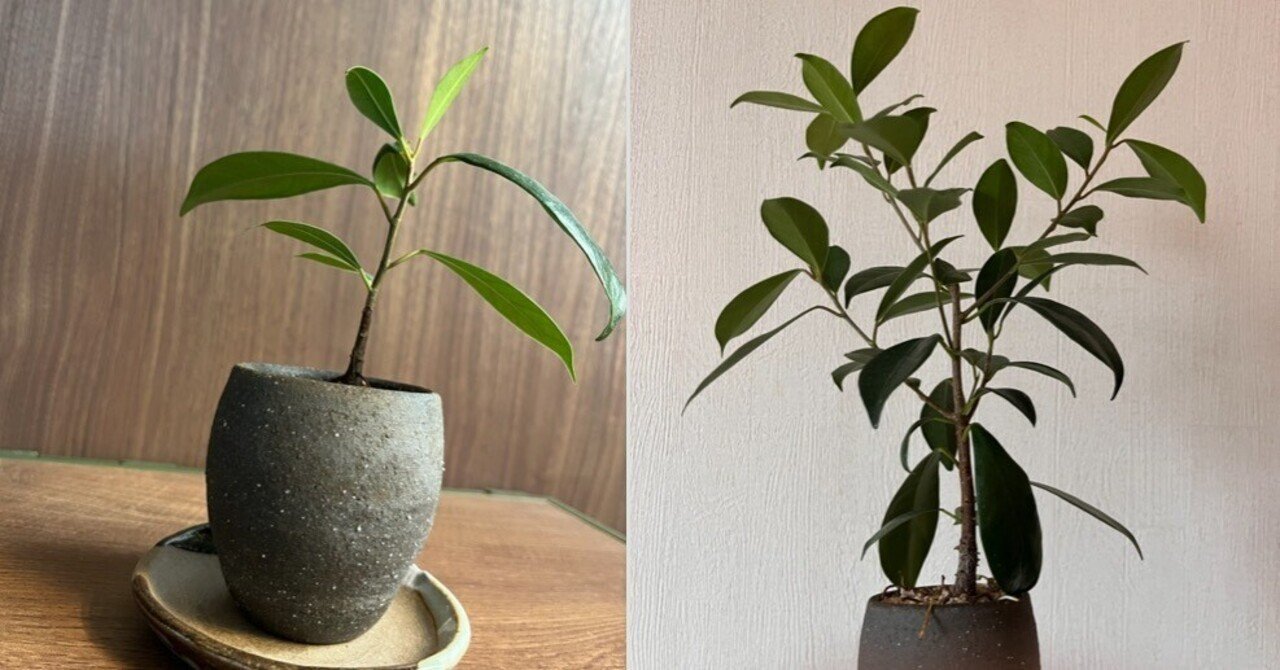 ガジュマル/挿し木2年目】5月➡︎9月での変化｜シオ＠西向き部屋で植物