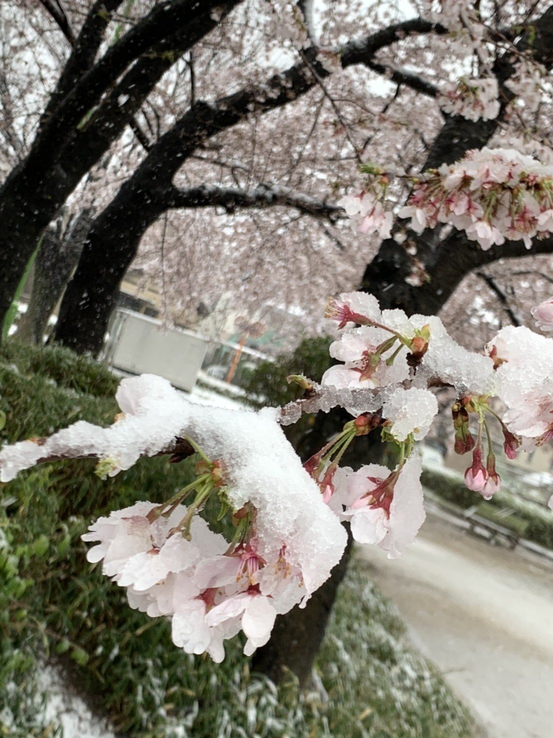 雪と桜 はじめて見る風景だった 大きな桜の樹が並んでいるところにぽたぽたと雪が降り積もっていて 幻想的 でうっとりした 三島由紀夫 春の雪 の世界のようだ 月組 春の雪 の舞台も思い出す 舞台に咲く満開の Makiko Ohishi Note