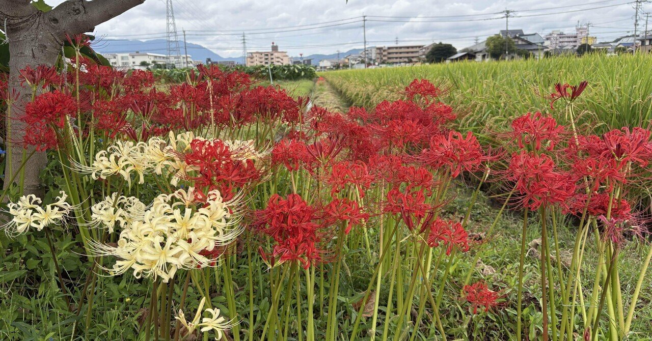 ひ・ま・わ・り/臼杵川を渡れば・雨より優しく/フンドーキン醤油　C‐1264 ひ・ま・わ・り 臼杵川を渡れば - YouTube