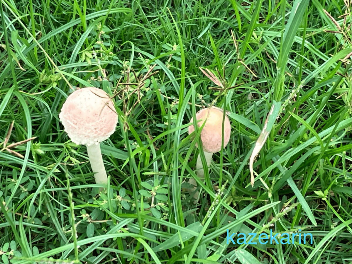 キノコの秋🍄🍂散歩｜風夏鈴