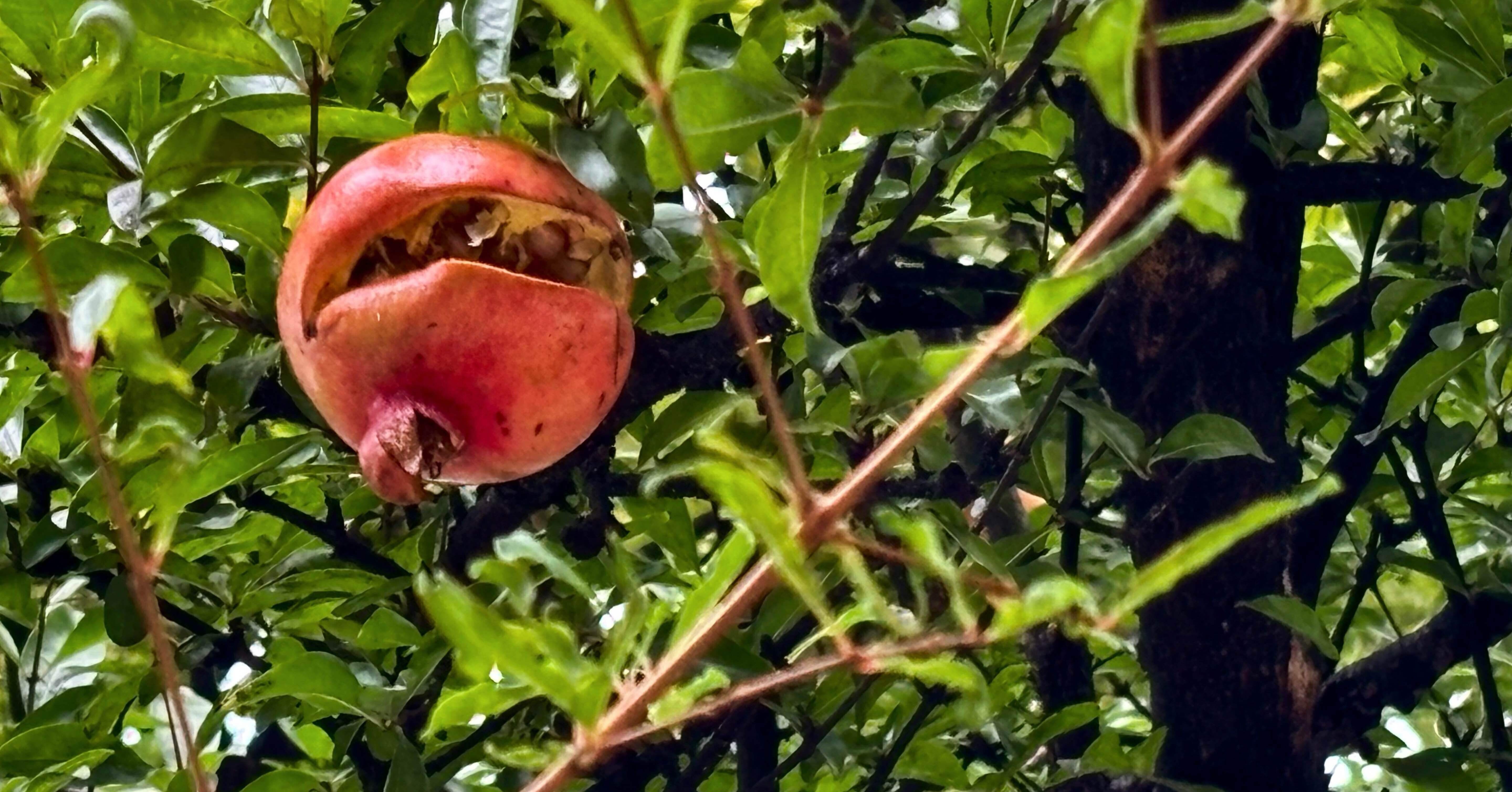 小さな秋いろ散歩《弾ける柘榴を見上げ想う》｜いろ