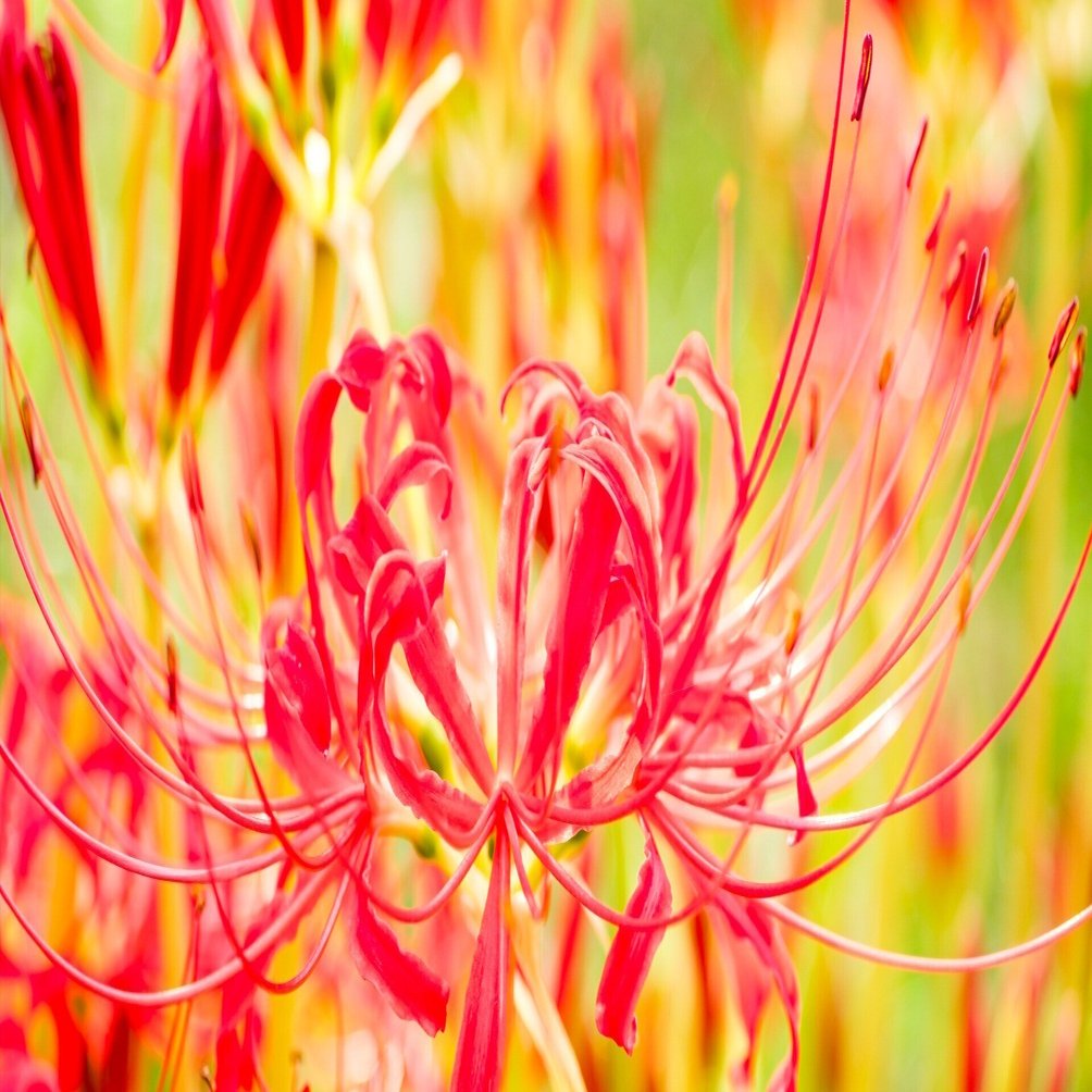 彼岸花とリコリス──神秘と力強さのあいだで｜KIKUCHI LEATHER