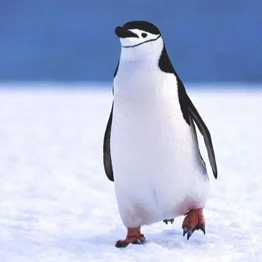 penguin