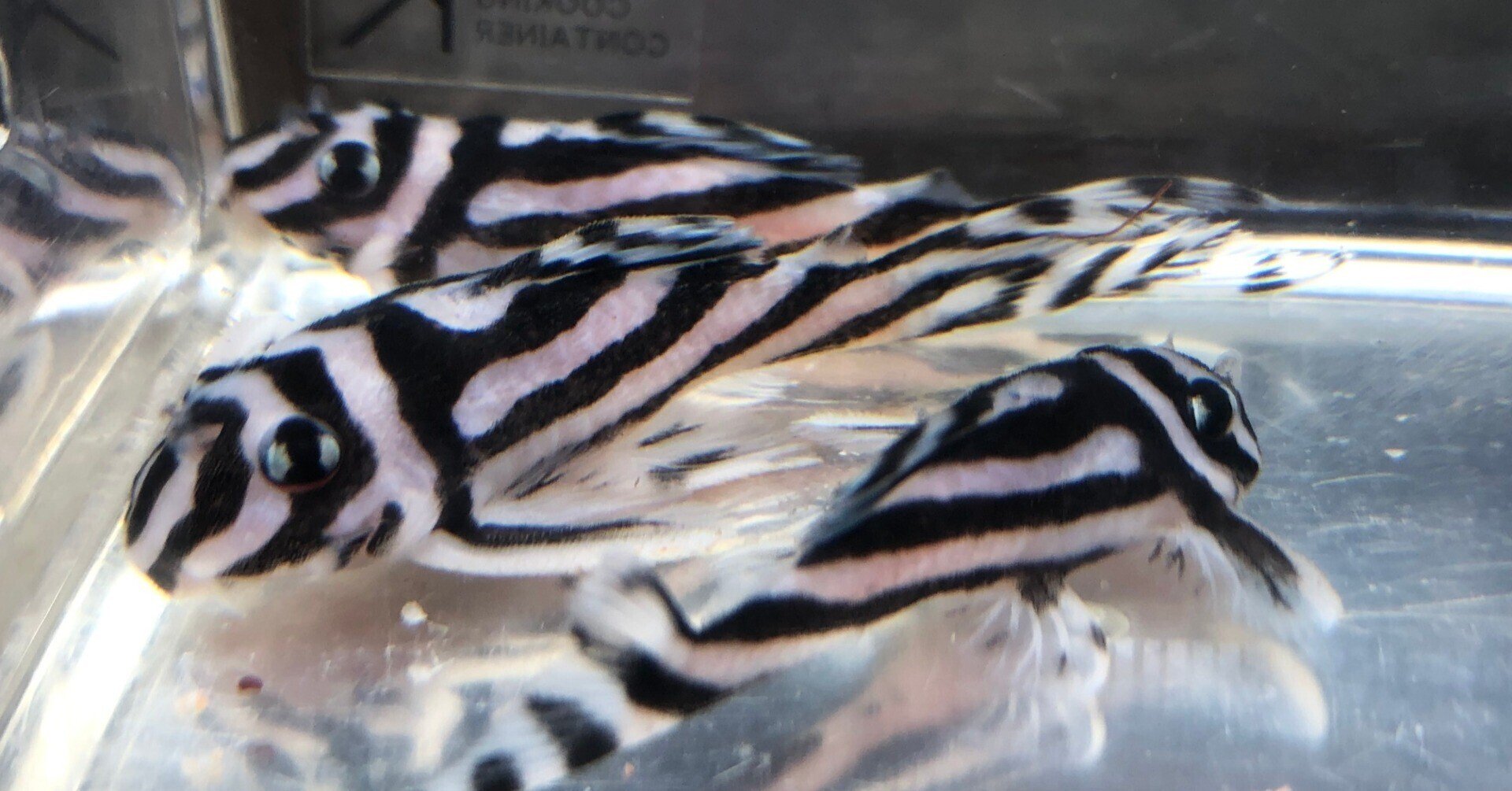 インペリアルゼブラプレコ　8匹 インペリアルゼブラプレコ 8匹