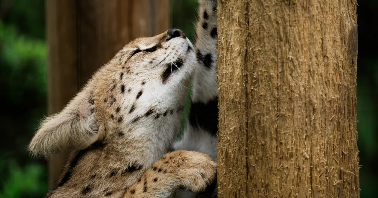 [AI Basics] RNN Evaluation: Perplexity? (Branching factor, reciprocal ...