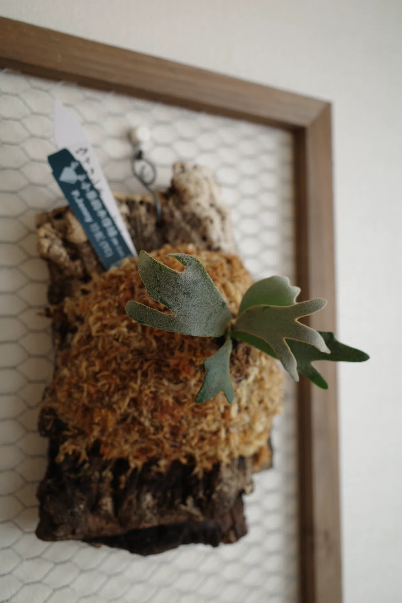 Jenny TC 中株　ビカクシダ　観葉植物 園芸｜2600万円のビカクシダ⁉︎｜UTSU