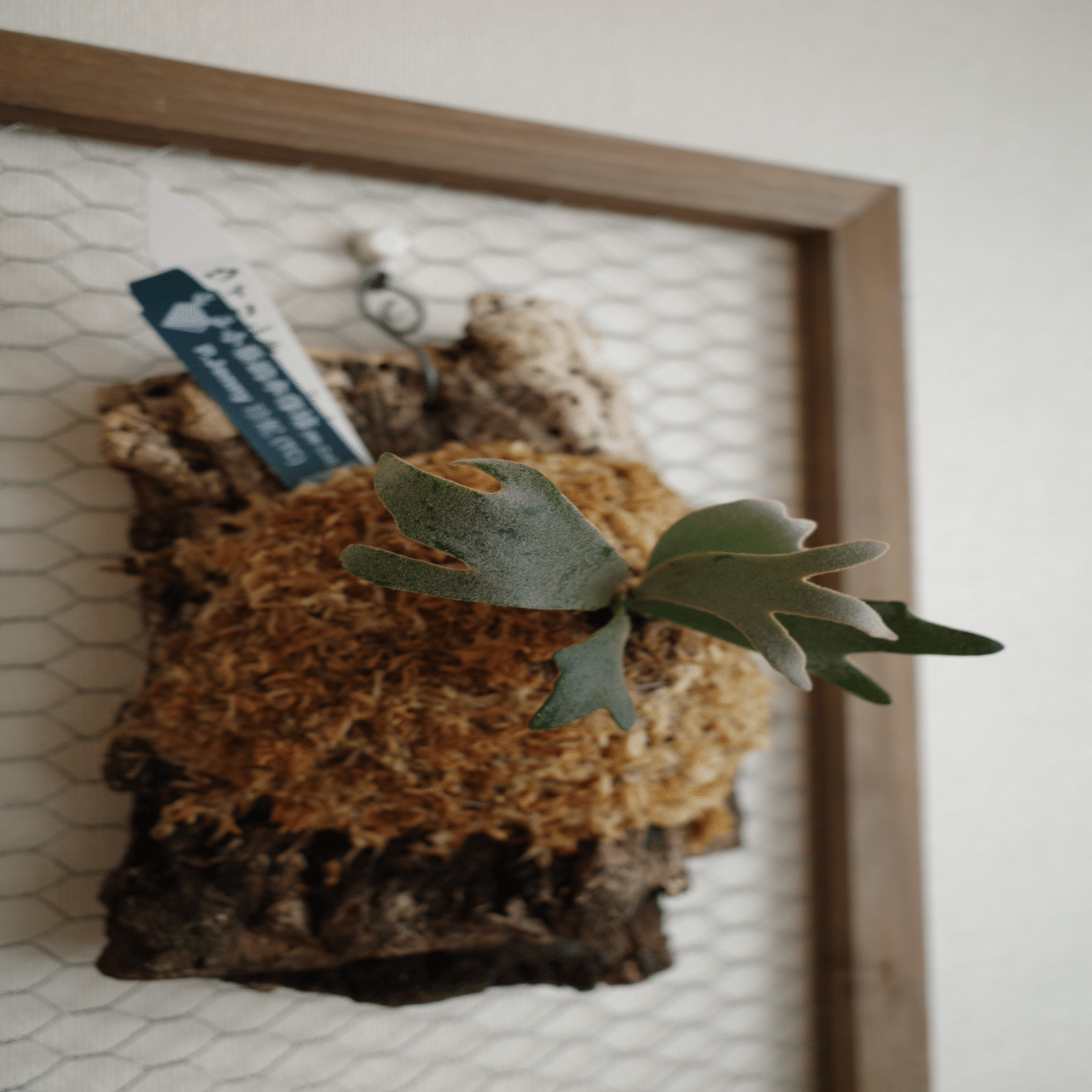 園芸｜2600万円のビカクシダ⁉︎｜UTSU