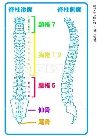 背骨ってそもそも何個あるの？(´・ω・`)背骨の解剖学♪リソカラ桜木町