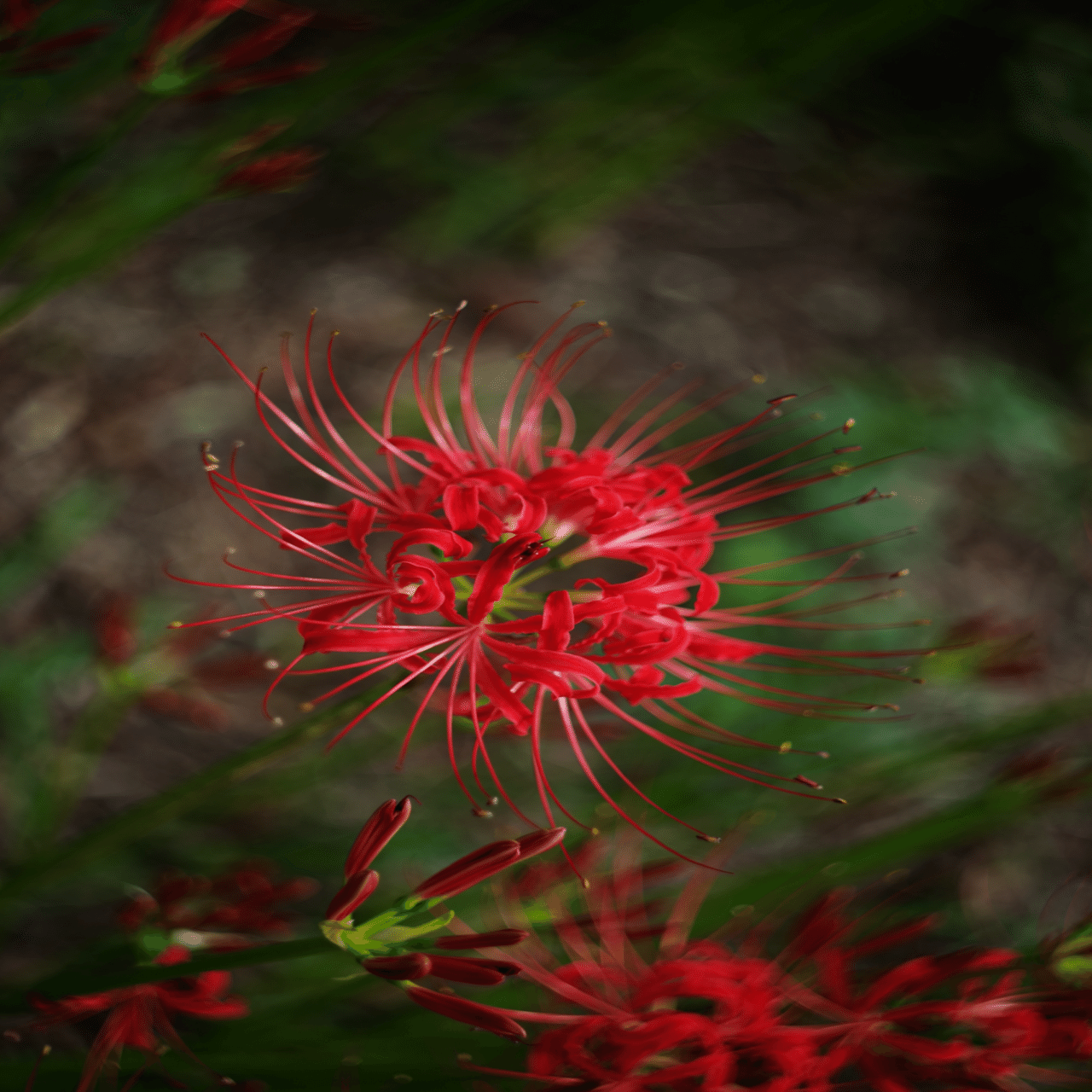 Helios44-2 58mmF2」とオールドレンズと写真と私｜Aki Yamaki