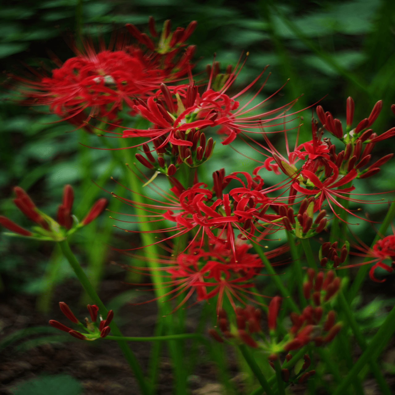 Helios44-2 58mmF2」とオールドレンズと写真と私｜Aki Yamaki