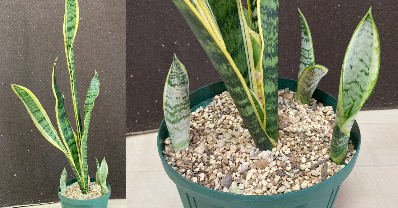 サンセベリア・ローレンティー、裸苗から2年間の成長記録。植え付け