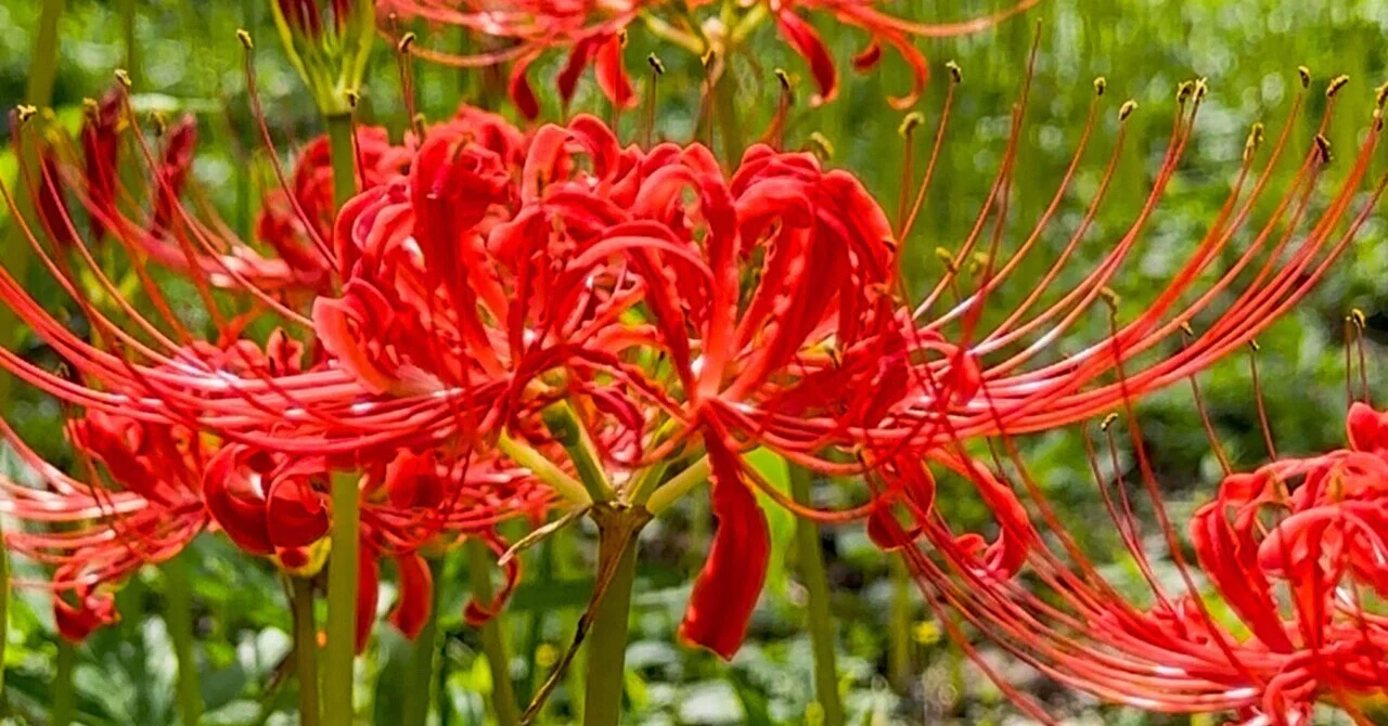 Strolling] Burning Red Spider Lilies🔥 Kyodo no Mori is a Nature