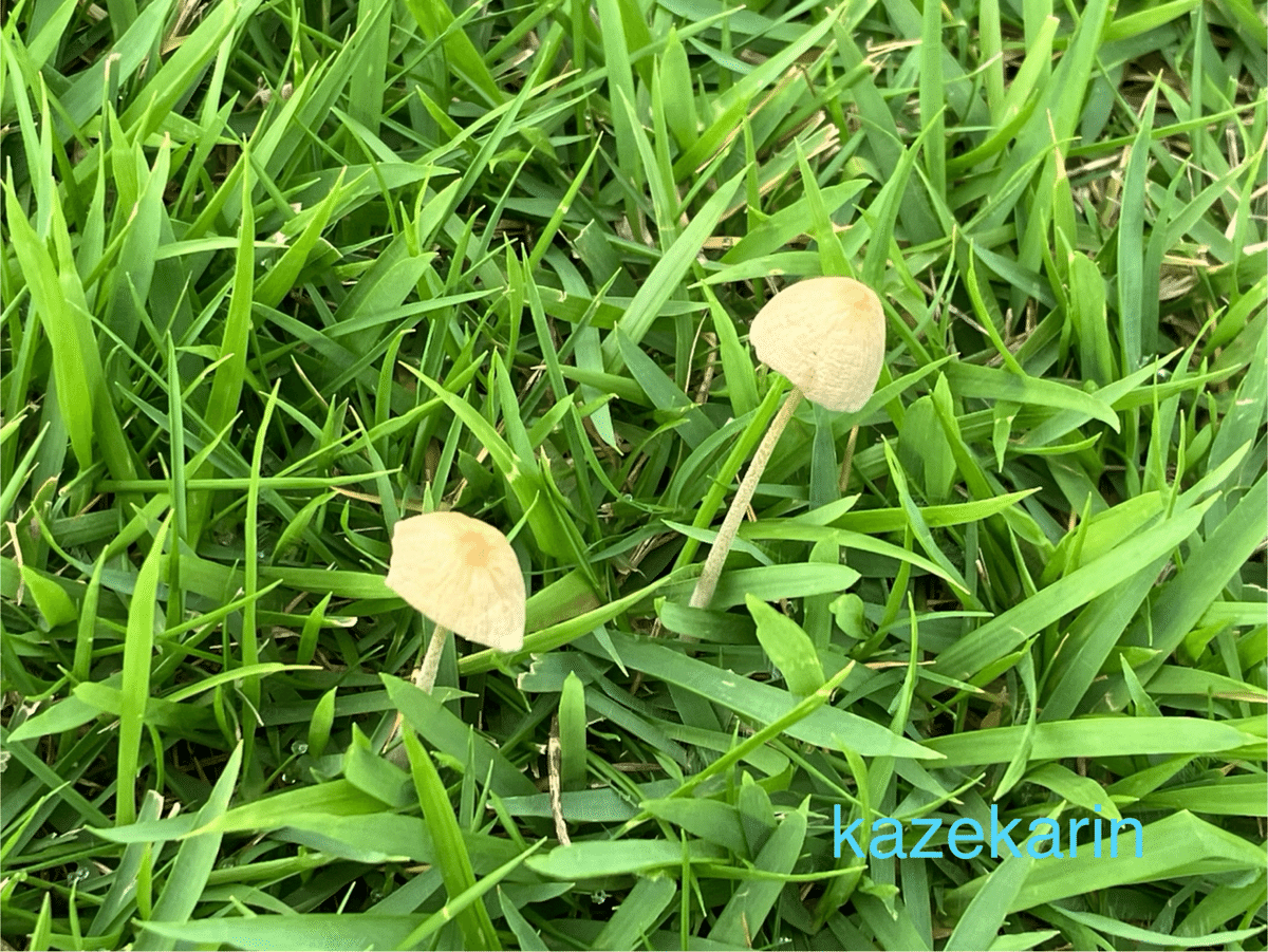 ふぐ毒さん専用 新潟の食用キノコ、きのこの森の歩き方、秋田山菜の山 きのこの森 ふぐ毒さん専用 新潟の食用キノコ、きのこの森の歩き方、秋田山菜