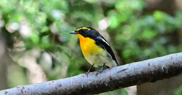 ピンクの鳥 ピンクと淡い黄色のインコ！アキクサインコさん来ましたよ～