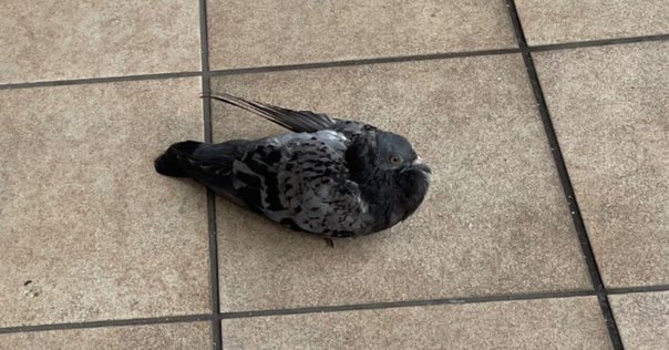 鳩ぽっぽとドライバーのおじさん（9日目）｜アラカンいんこ