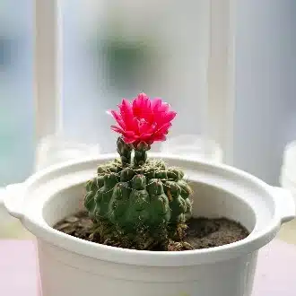 サボテンの花のひとりごと