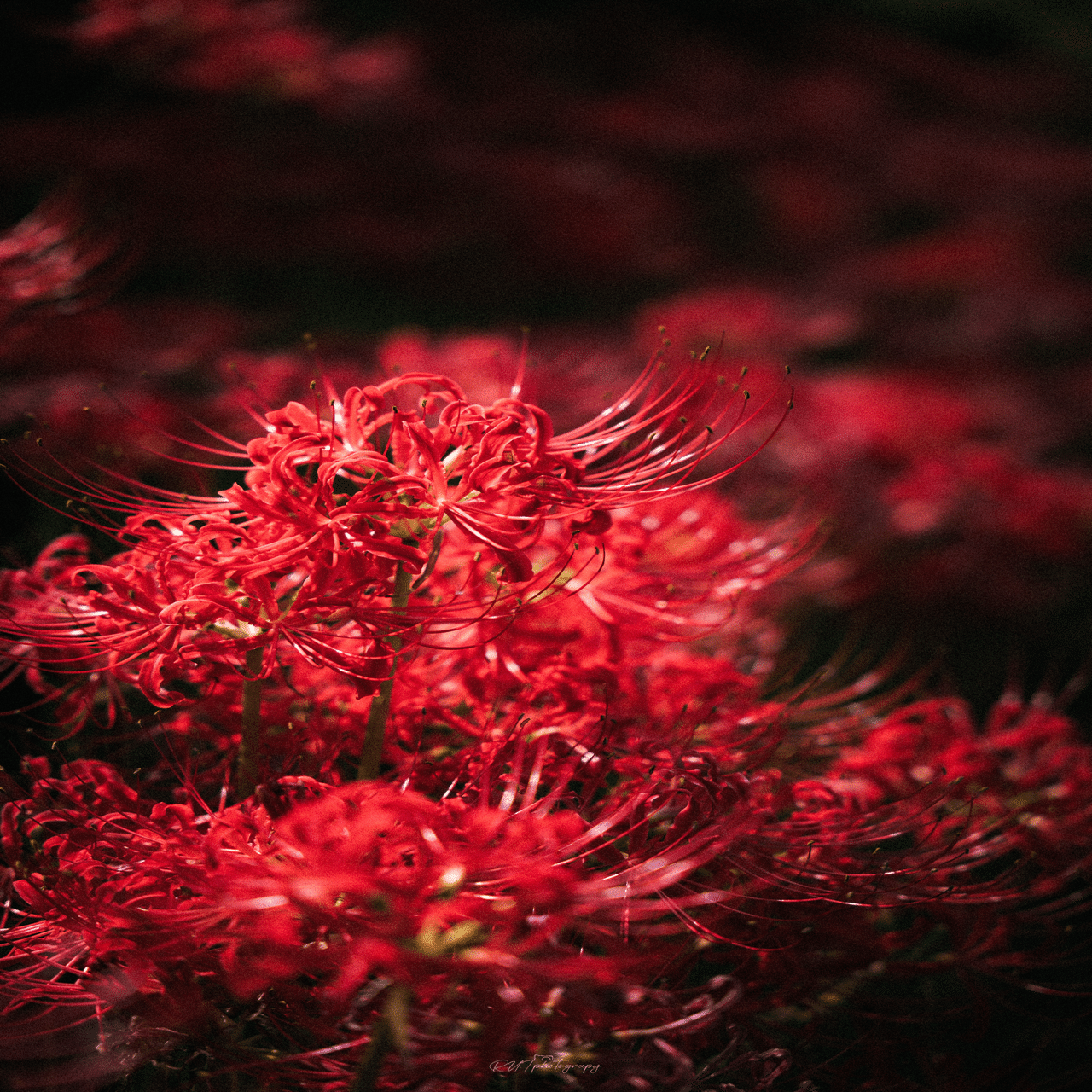 彼岸花/曼珠沙華 が好きなのよ｜R.U.I(ルイ)＠ルイログ