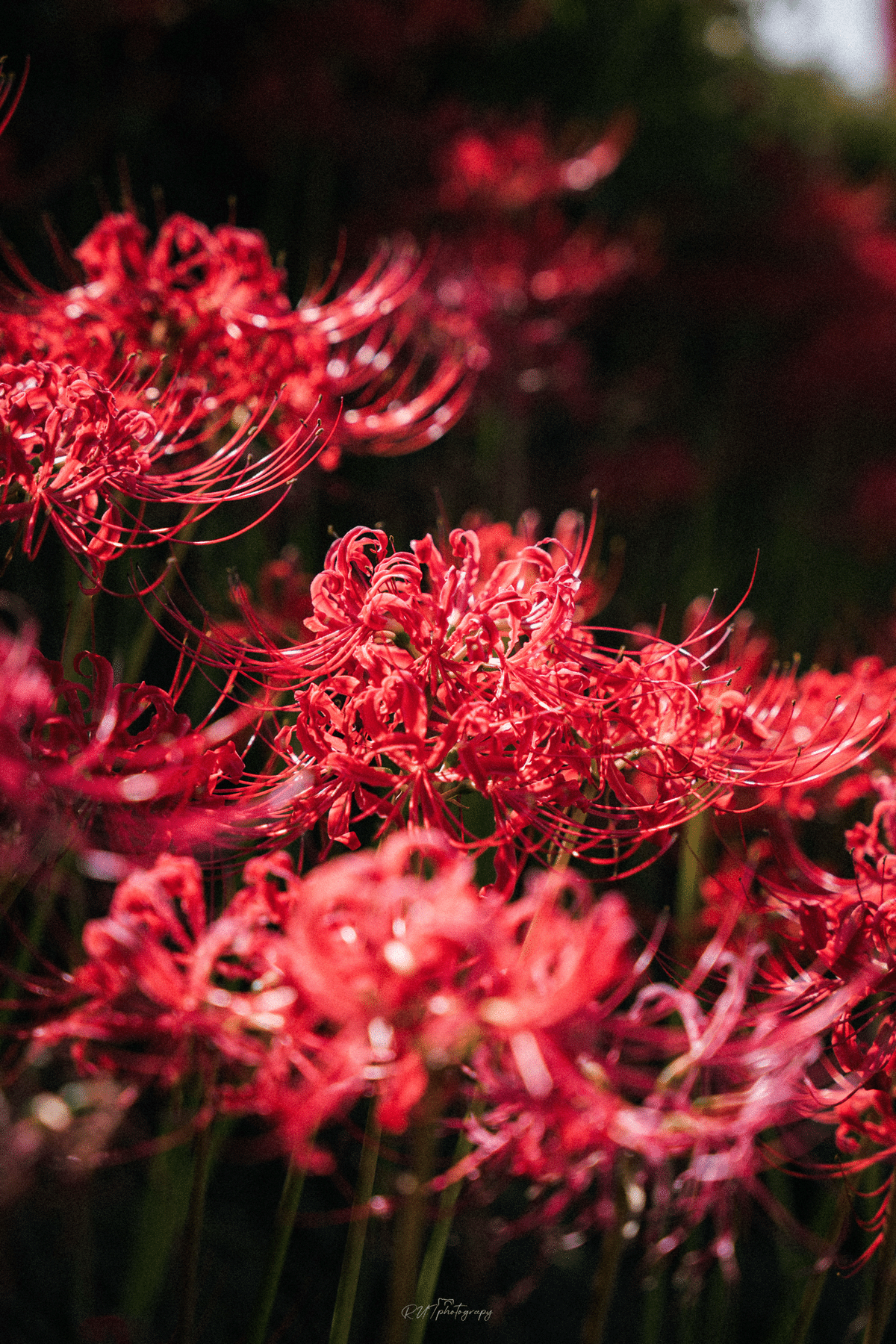 彼岸花/曼珠沙華 が好きなのよ｜R.U.I(ルイ)＠ルイログ