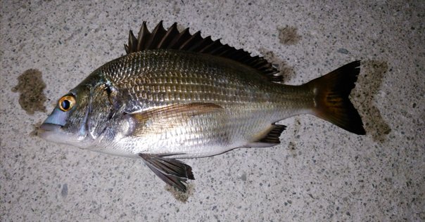 骨格標本 頭骨 超巨大魚 クロムツ 頭部スカル 【うみの杜にっき