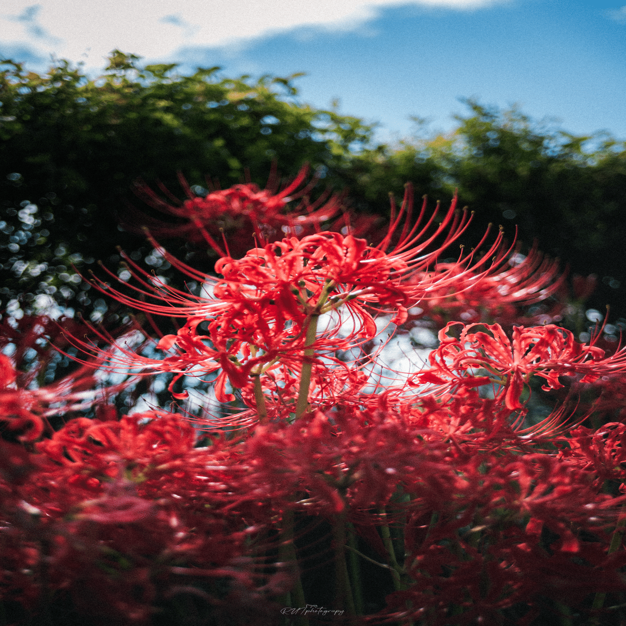 彼岸花/曼珠沙華 が好きなのよ｜R.U.I(ルイ)＠ルイログ