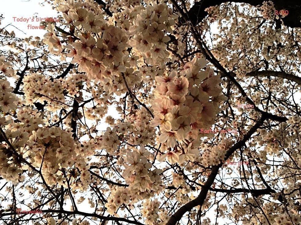 誕生花3 30 Miwako Note