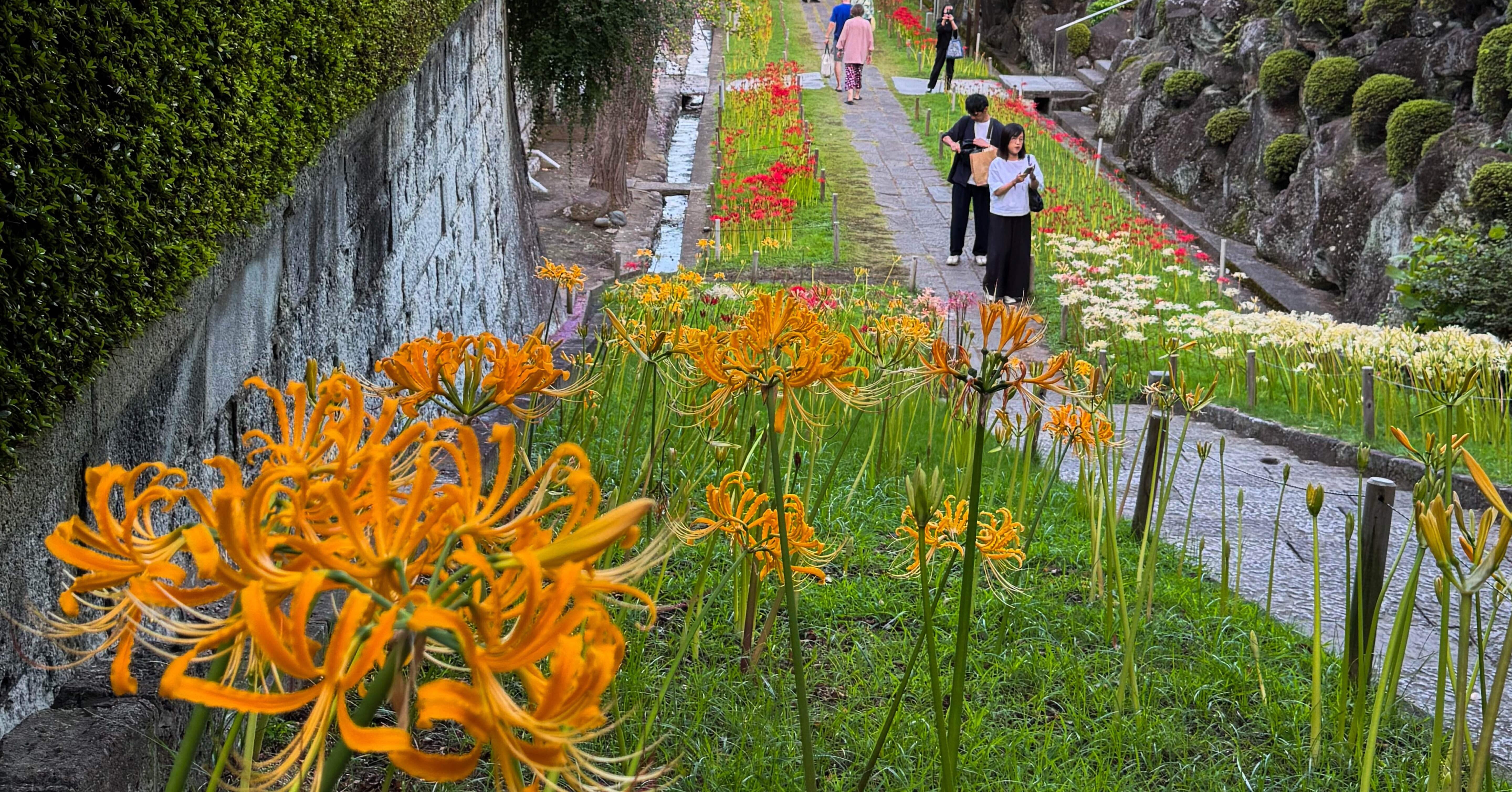 ぶらり散歩】秋のはじまり 横浜で満開の彼岸花に溺れるならここ｜エア