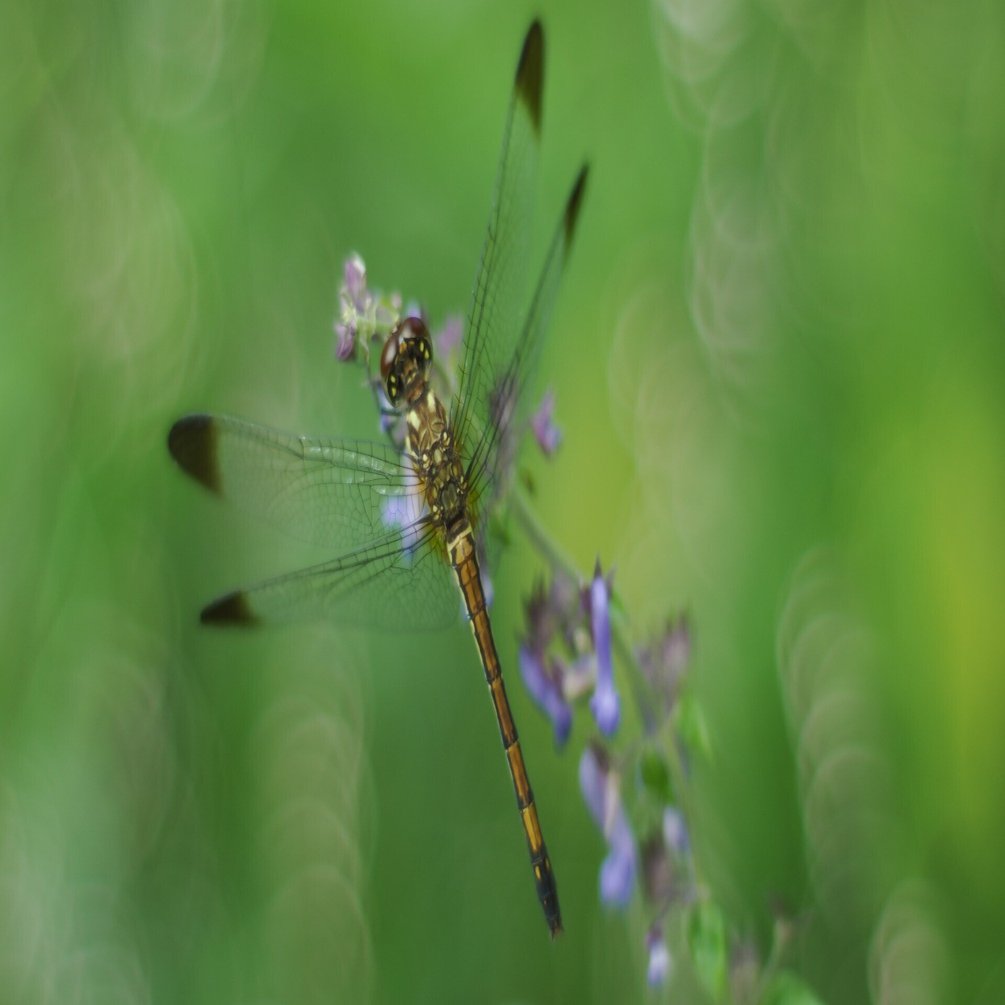 秋の里山歩き × OMオールドレンズ（JPEG撮って出し）｜佐藤良平