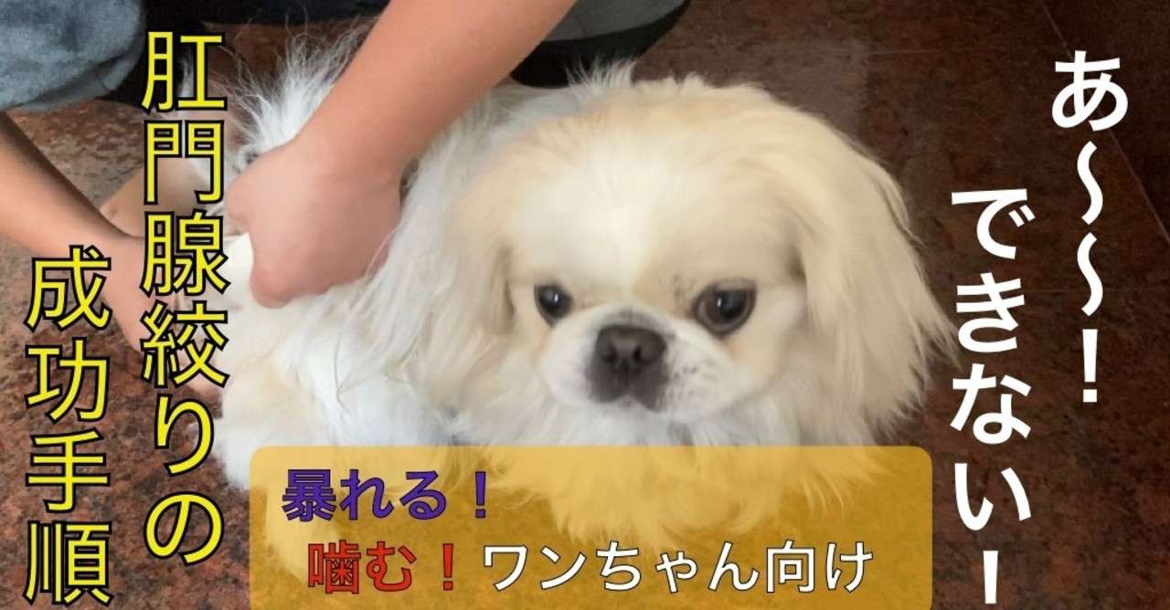 肛門腺絞りが苦手なワンちゃんへ ドッグライフサポーター 獅子パパ Note