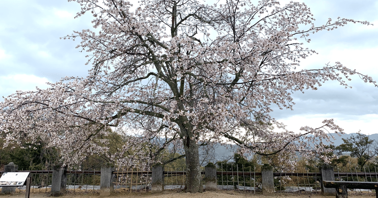 スタートアップの各種プロモーション ーアンケート特典 紹介特典と景表法の規制 Tsubasa Yamamoto 山本飛翔 弁護士 弁理士 Note