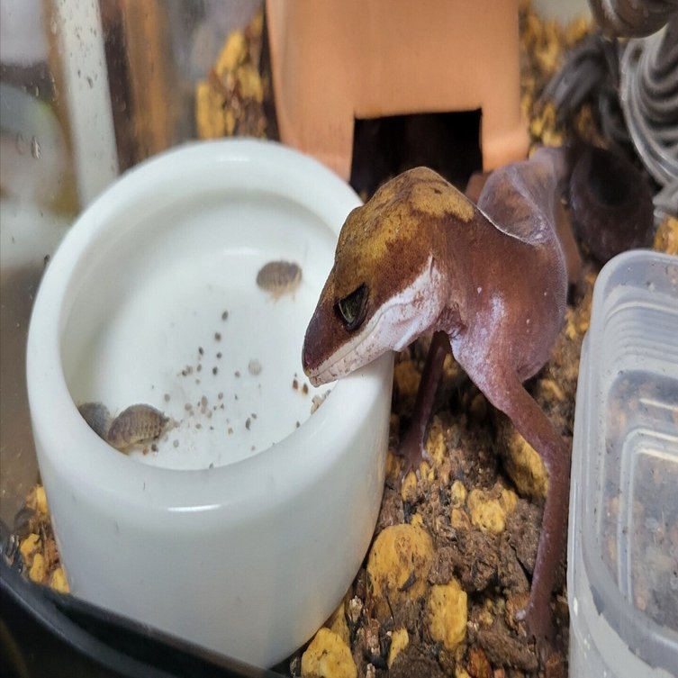 エキゾチックペットのニーズを分析していくと見えてくる呪いのようなインサイト｜ミル・エスカマスのちょっと変わった爬虫類の参考書, image size:1440x753