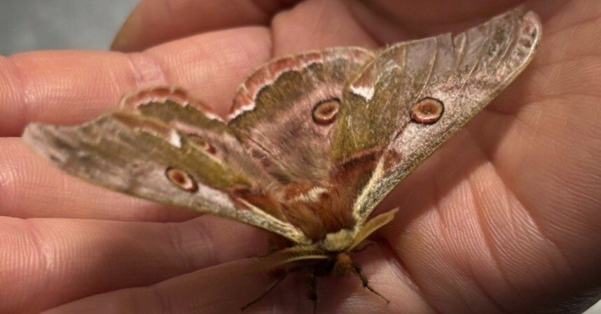 6331db88a50ea4e7eb58eebea5e4bc