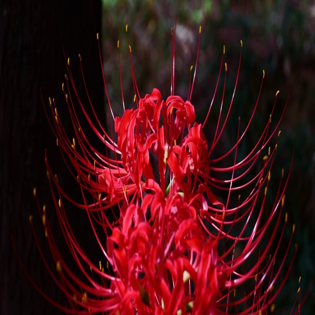 彼岸花Ⅰ ～ 神社で寄り添う ～｜hitoyasumi_hitoyasumi