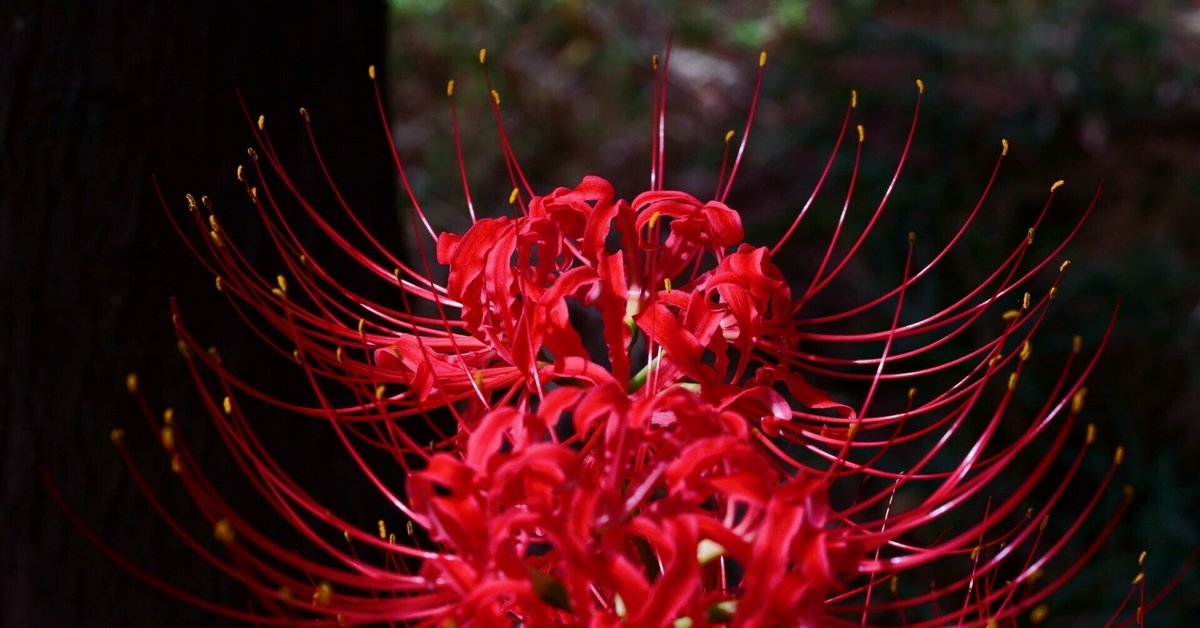 彼岸花Ⅰ ～ 神社で寄り添う ～｜hitoyasumi_hitoyasumi