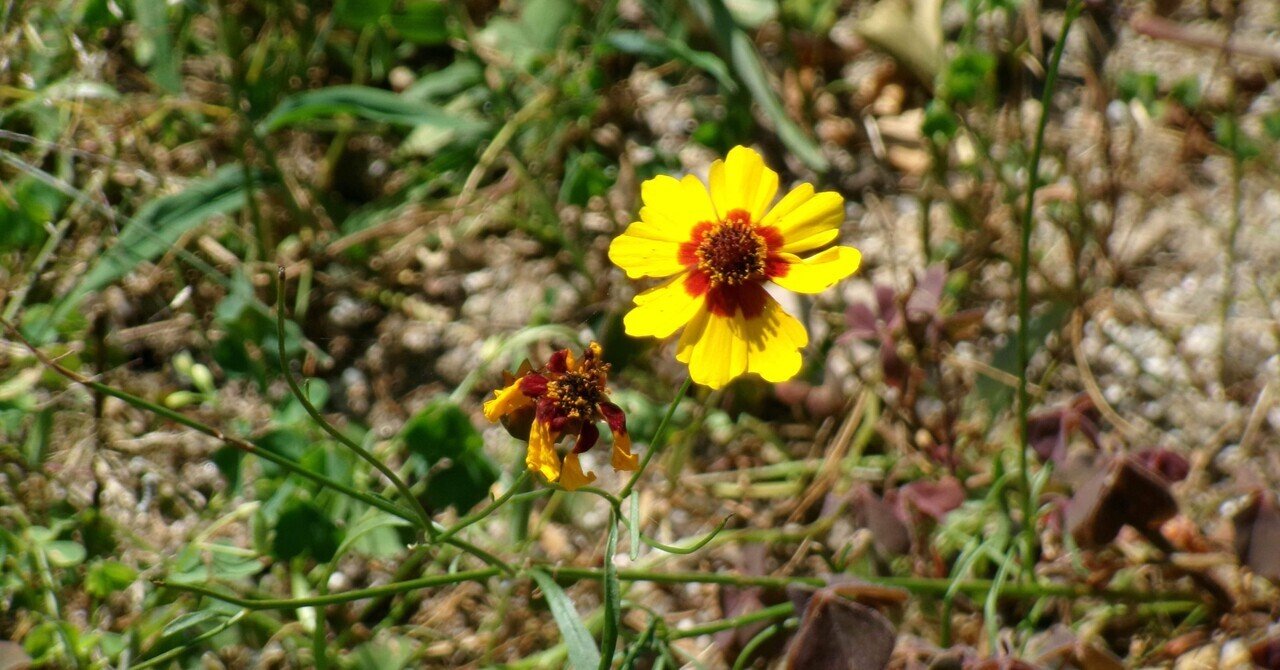 カメラを好きになりたくて｜日々