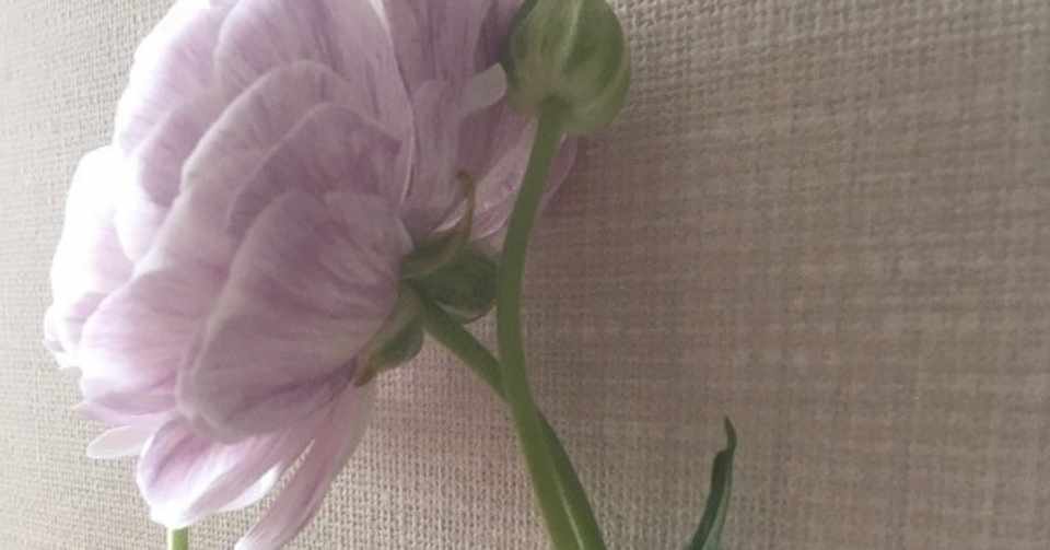 教材１ 春を愛でる 花を通して春を知る デッサンも着彩も H Note
