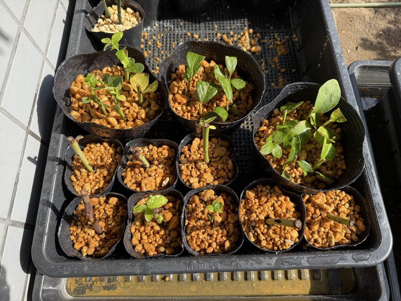 挿し木大失敗｜Hirokazu Nishi