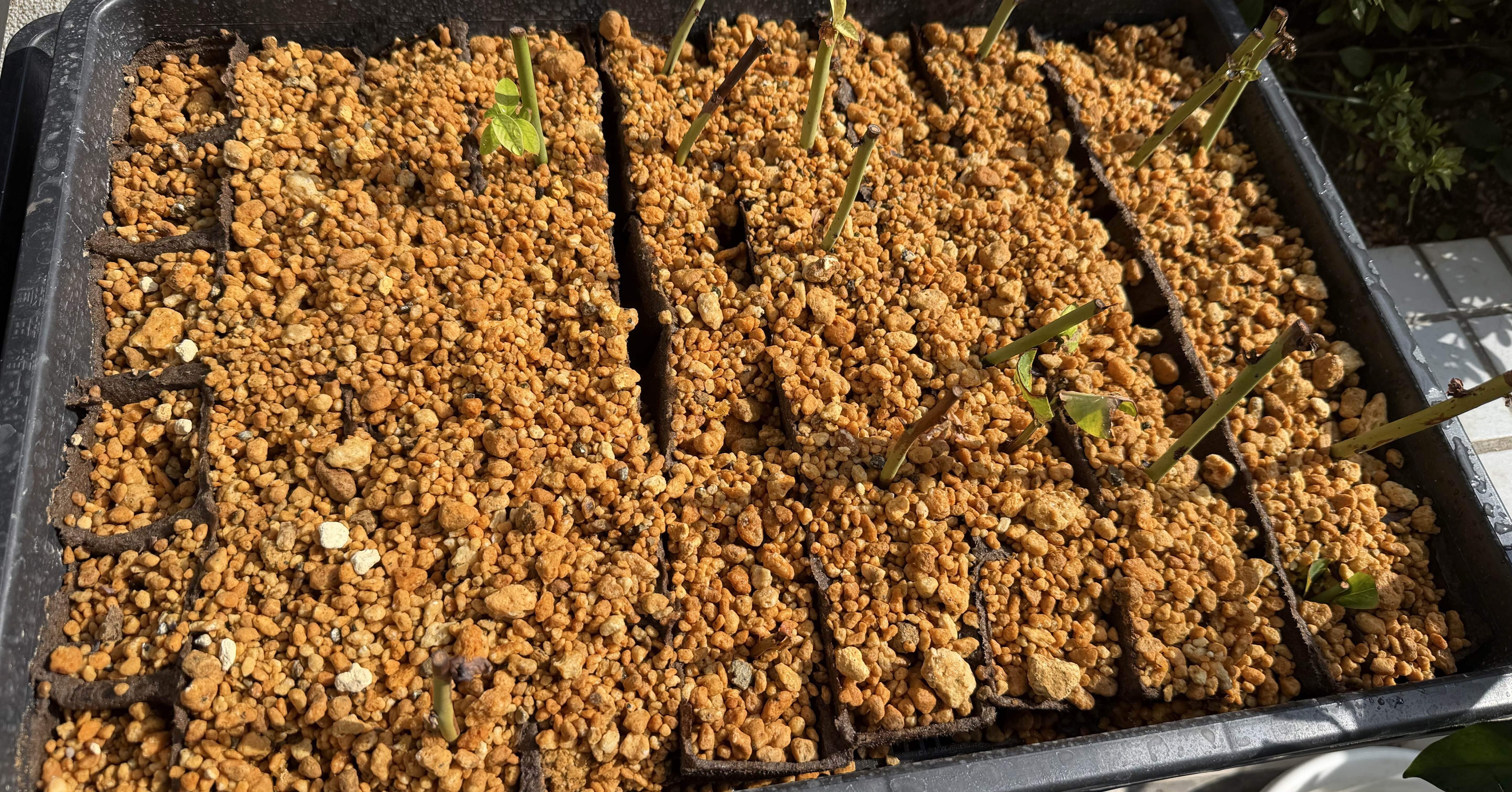 挿し木大失敗｜Hirokazu Nishi