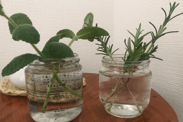 水挿し の新着タグ記事一覧 Note つくる つながる とどける