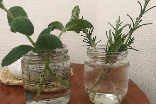 水挿し の新着タグ記事一覧 Note つくる つながる とどける 水挿し の新着タグ記事一覧 Note つくる つながる とどける