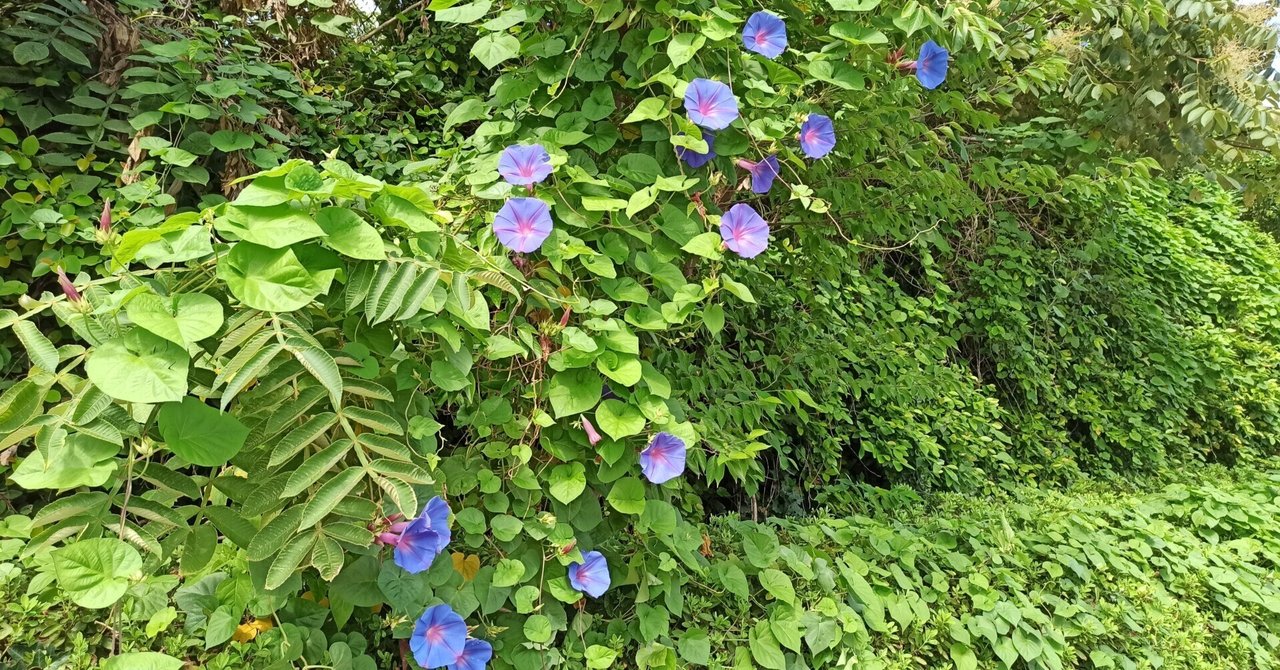 コスモスと朝顔｜kuma22writer