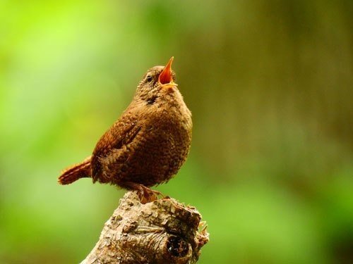 第907回 続 野鳥の寿命 翆野 大地 Note
